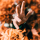 Illustration for article titled 76 Stunning Photos Of Fall Leaves